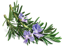 Rosemary